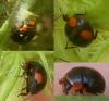 Hyperaspis sp.
